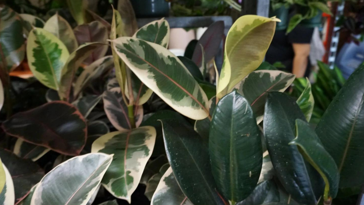 Medium & Hanging Plants