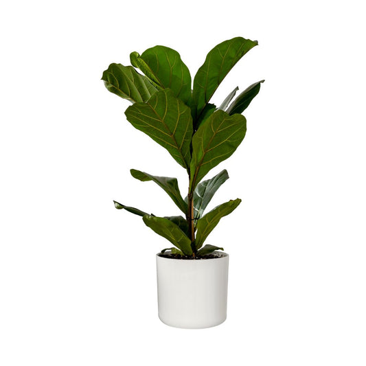 Audrey Ficus (Bush) in 10” Plastic Pot
