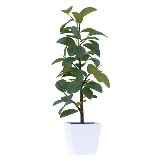 Audrey Ficus in 14" Plastic Pot