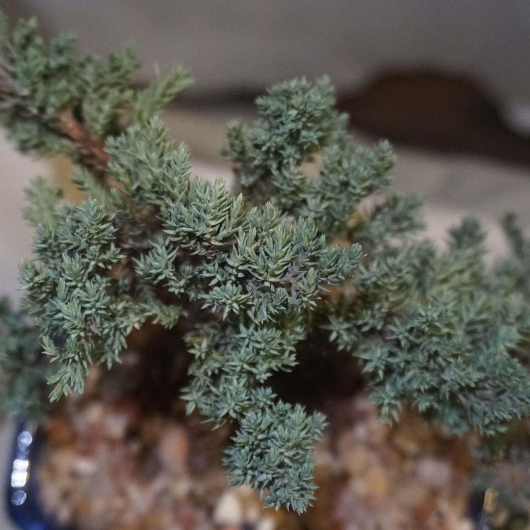Medium Juniper Bonsai Tree in Ceramic Pot (Blue)