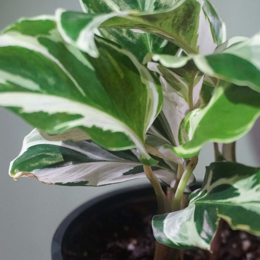 Calathea White Fusion in 4” Plastic Pot