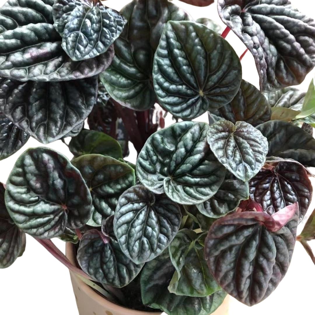 Peperomia Caperata Luna Red in 5” Plastic Pot