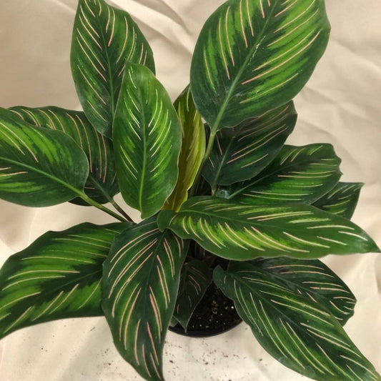 Calathea Beauty Star in 4" Plastic Pot