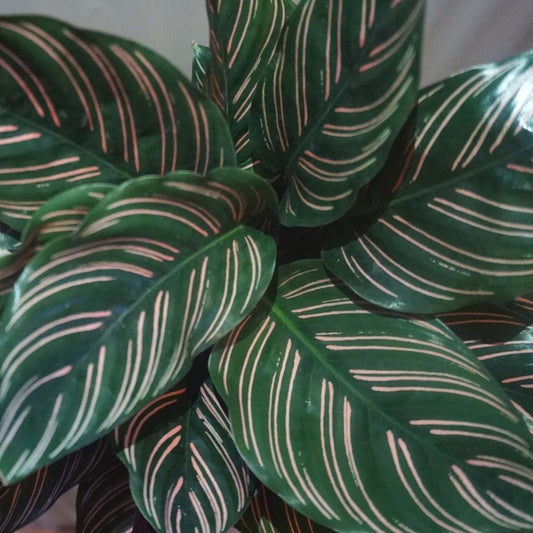 Calathea Ornata in Plastic Pot