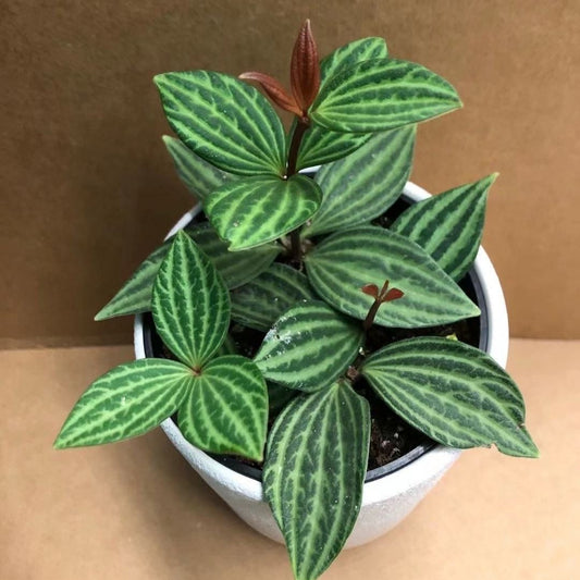 Peperomia Puteolata in 3.5” Plastic Pot