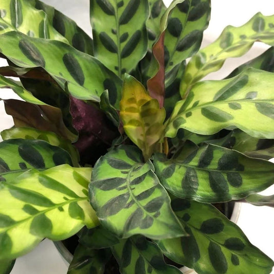 Calathea Rattlesnake in Plastic Pot