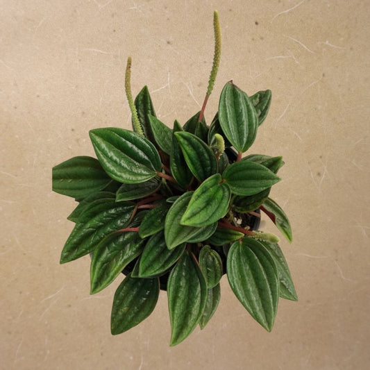 Peperomia Rosso in Plastic Pot