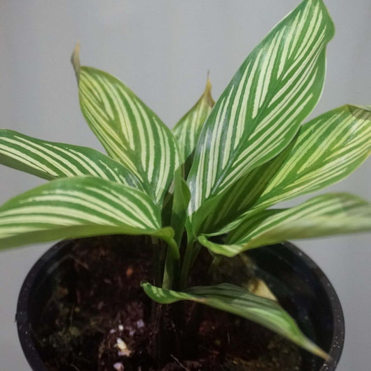 Calathea White Stripes in Plastic Pot