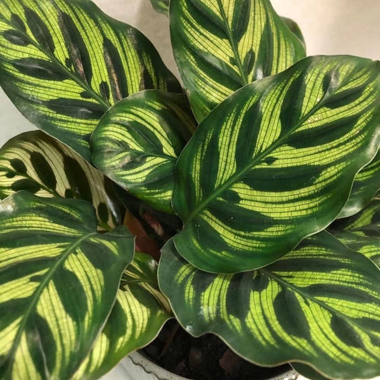 Calathea Peacock in Plastic Pot