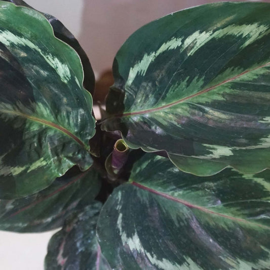 Calathea Medallion in Plastic Pot