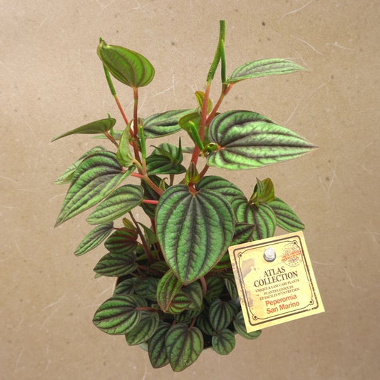 Peperomia San Marino in 5” Plastic Pot