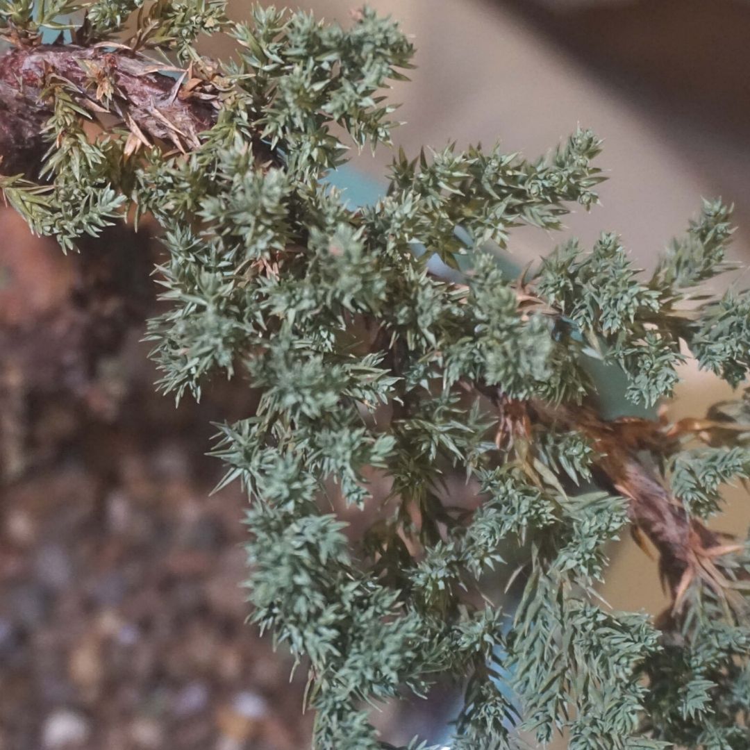 Medium Juniper Bonsai Tree in Ceramic Pot (Green)