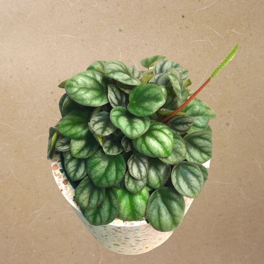 Peperomia Ripple Silver in 4” Plastic Pot