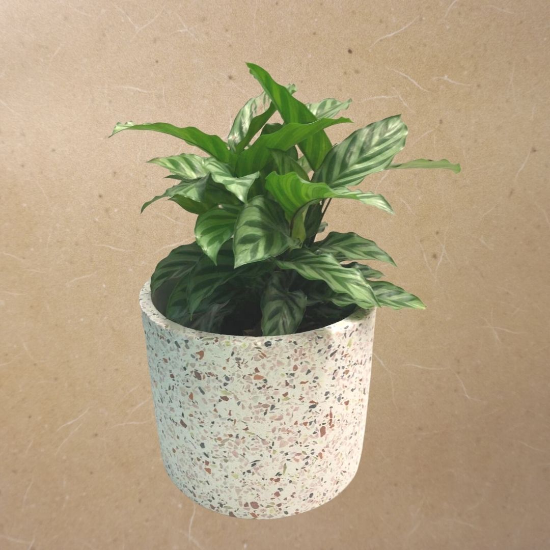 Calathea Freddie in Plastic Pot