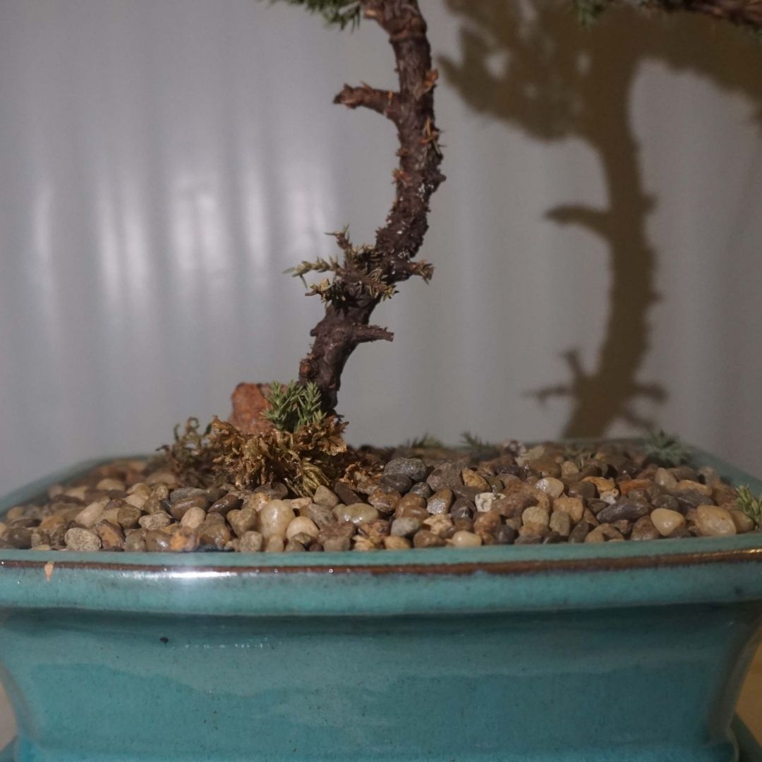 Medium Juniper Bonsai Tree in Ceramic Pot (Green)