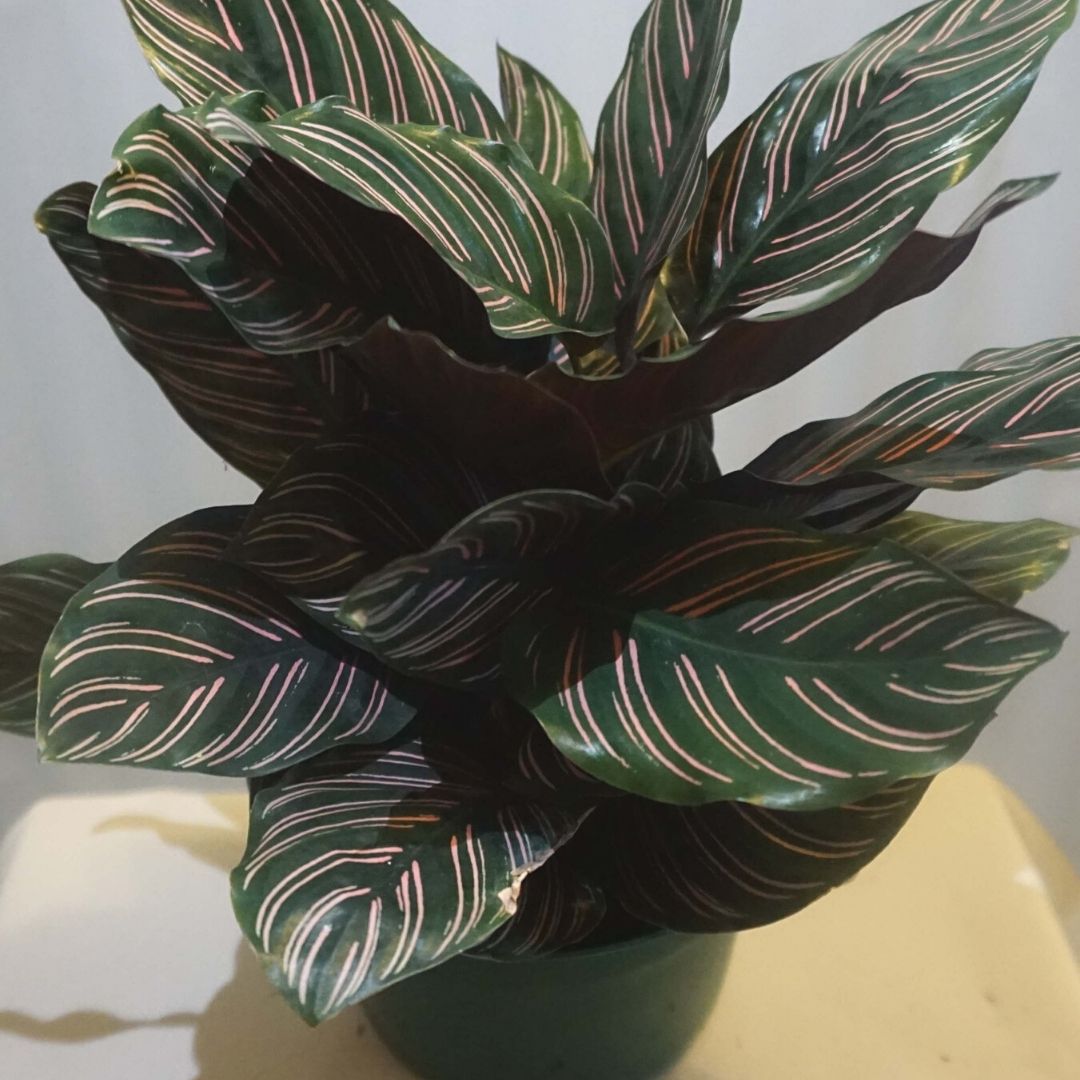 Calathea Ornata in Plastic Pot