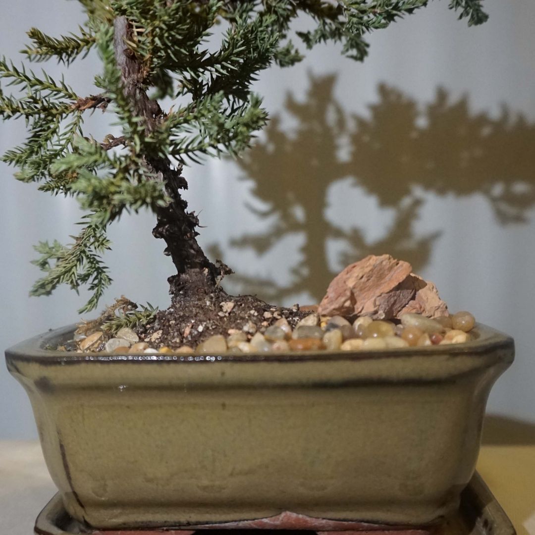 Medium Juniper Bonsai Tree in Ceramic Pot (Olive)