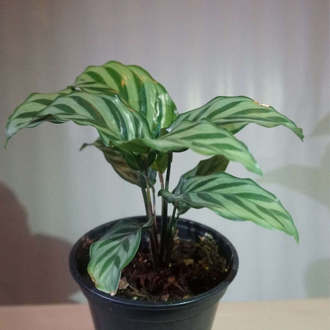 Calathea Burle Marx in Plastic Pot