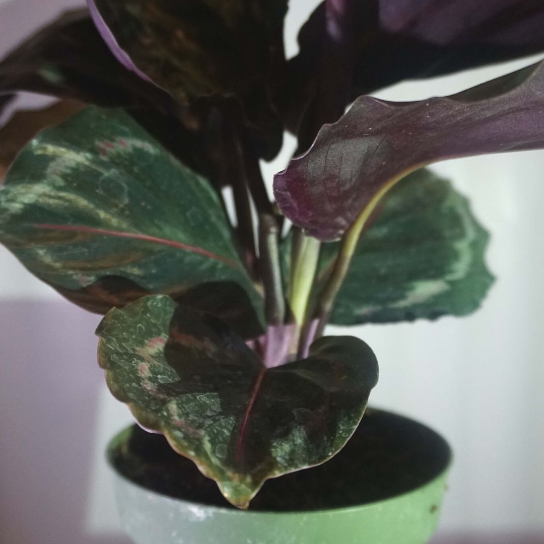Calathea Medallion in Plastic Pot