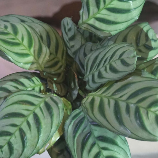 Calathea Freddie in Plastic Pot