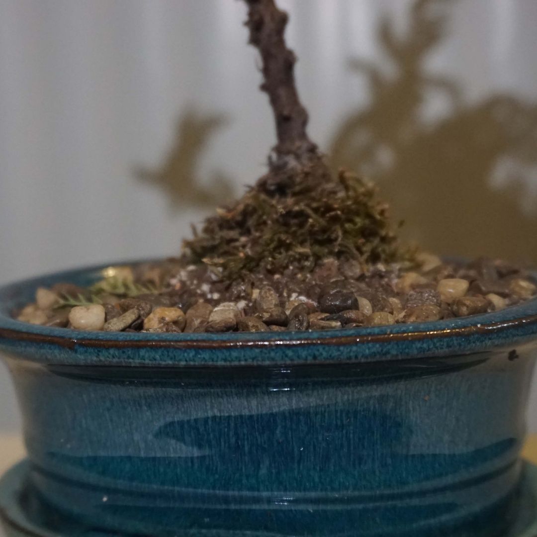 Small Juniper Bonsai Tree in Ceramic Pot (Blue)