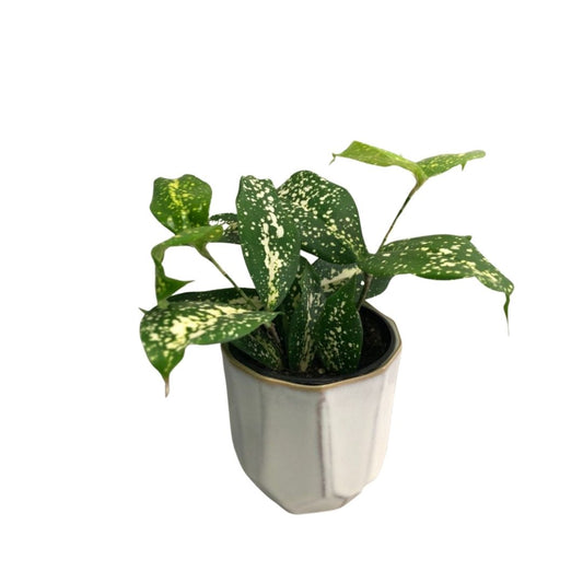 Dracaena Florida Beauty in 3.5” Plastic Pot