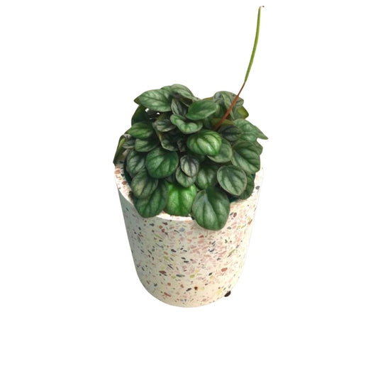 Peperomia Ripple Silver in 4” Plastic Pot