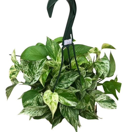 Marble Queen Pothos in Plastic Pot or Hanging Basket