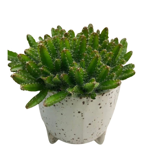 Dragon Fruit Cactus in 5” Plastic Pot