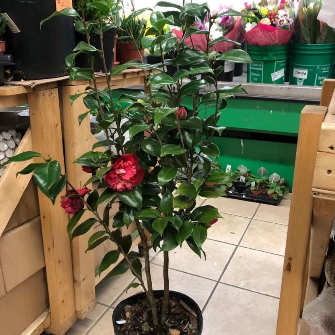 Camellia in 10” Plastic Pot