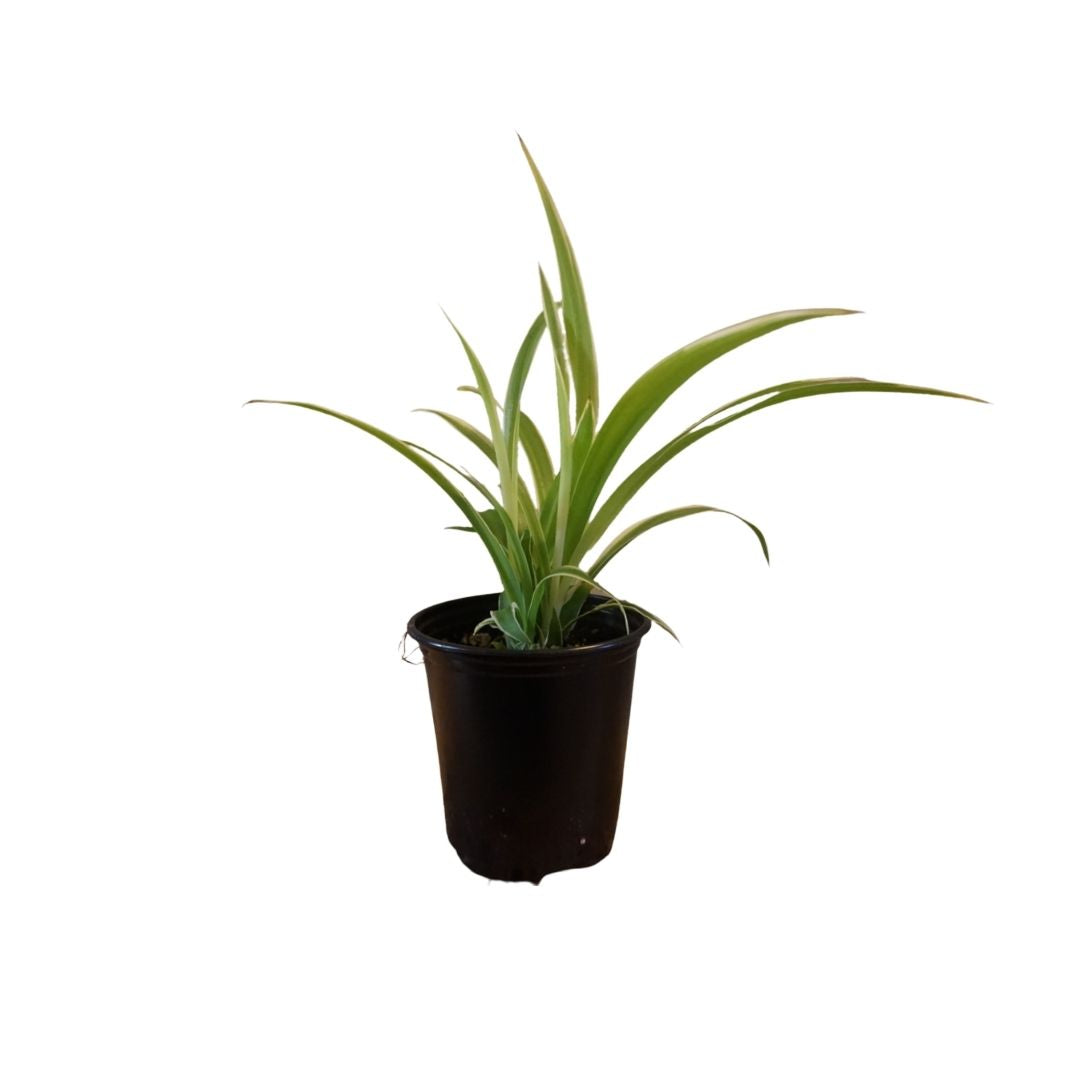 plastic spider plant Spider Plant in 3.5” Plastic Pot – Queens Fruit Market & Plants