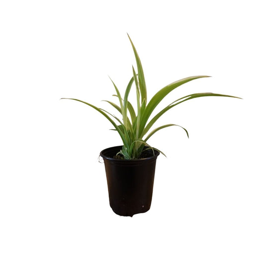 Spider Plant in 3.5” Plastic Pot