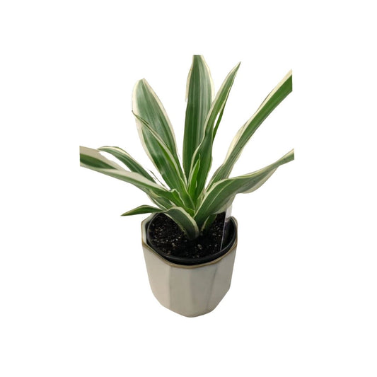 Dracaena Warneckii in 3.5” Plastic Pot