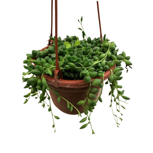 String of Tear Drops in 4” Hanging Basket