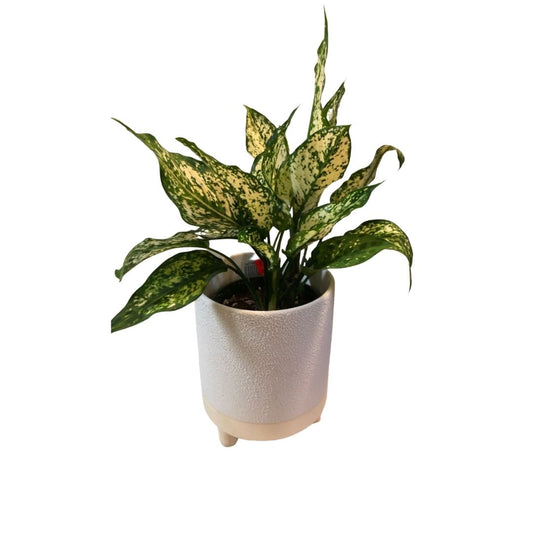 Aglaonema - Spring Snow in 5” Plastic Pot