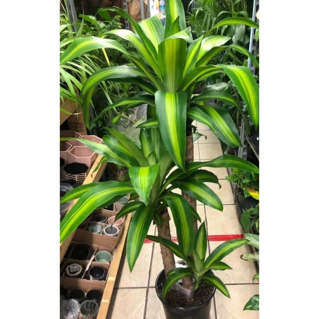 Dracaena Mass Cane in 10” Plastic Pot (3 Stems)
