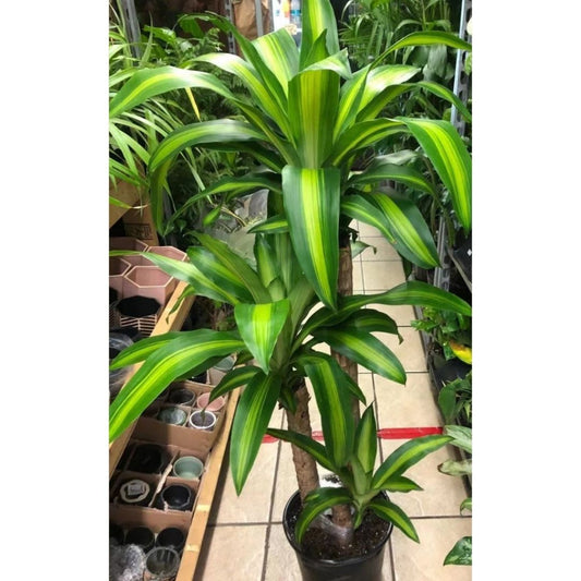 Dracaena Mass Cane in 10” Plastic Pot (3 Stems)