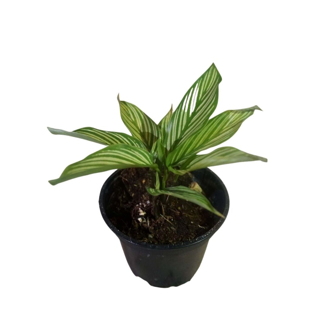 Calathea White Stripes in Plastic Pot