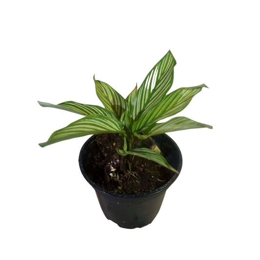 Calathea White Stripes in Plastic Pot