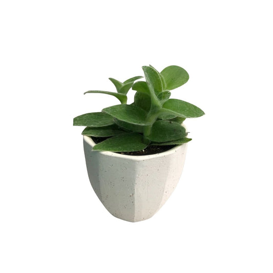 Tradescanthia White Velvet in 3.5” Plastic Pot