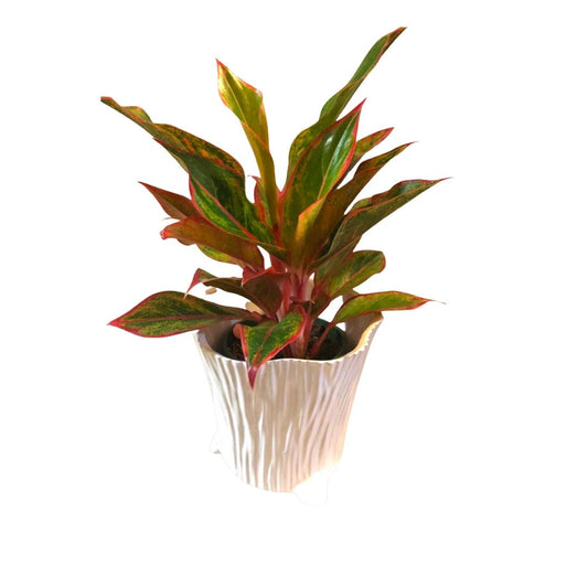 Aglaonema - Siam Red in 5” Plastic Pot