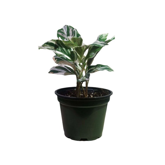 Calathea White Fusion in 4” Plastic Pot