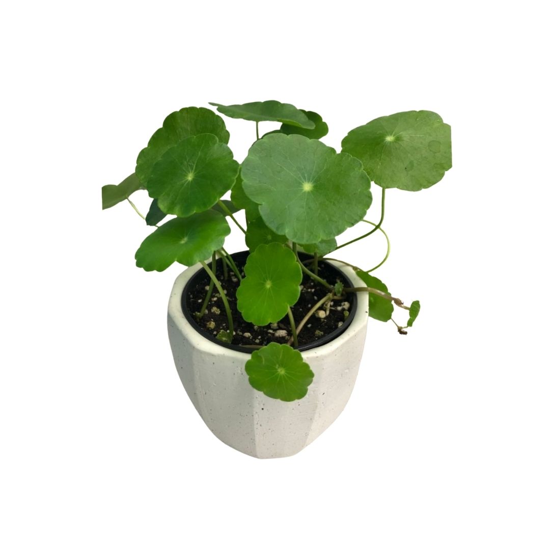Marsh Pennywort in 3.5” Plastic Pot