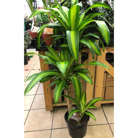 Dracaena Mass Cane in 10” Plastic Pot (3 Stems)