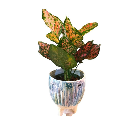 Aglaonema - Red Valentine in 5” Plastic Pot