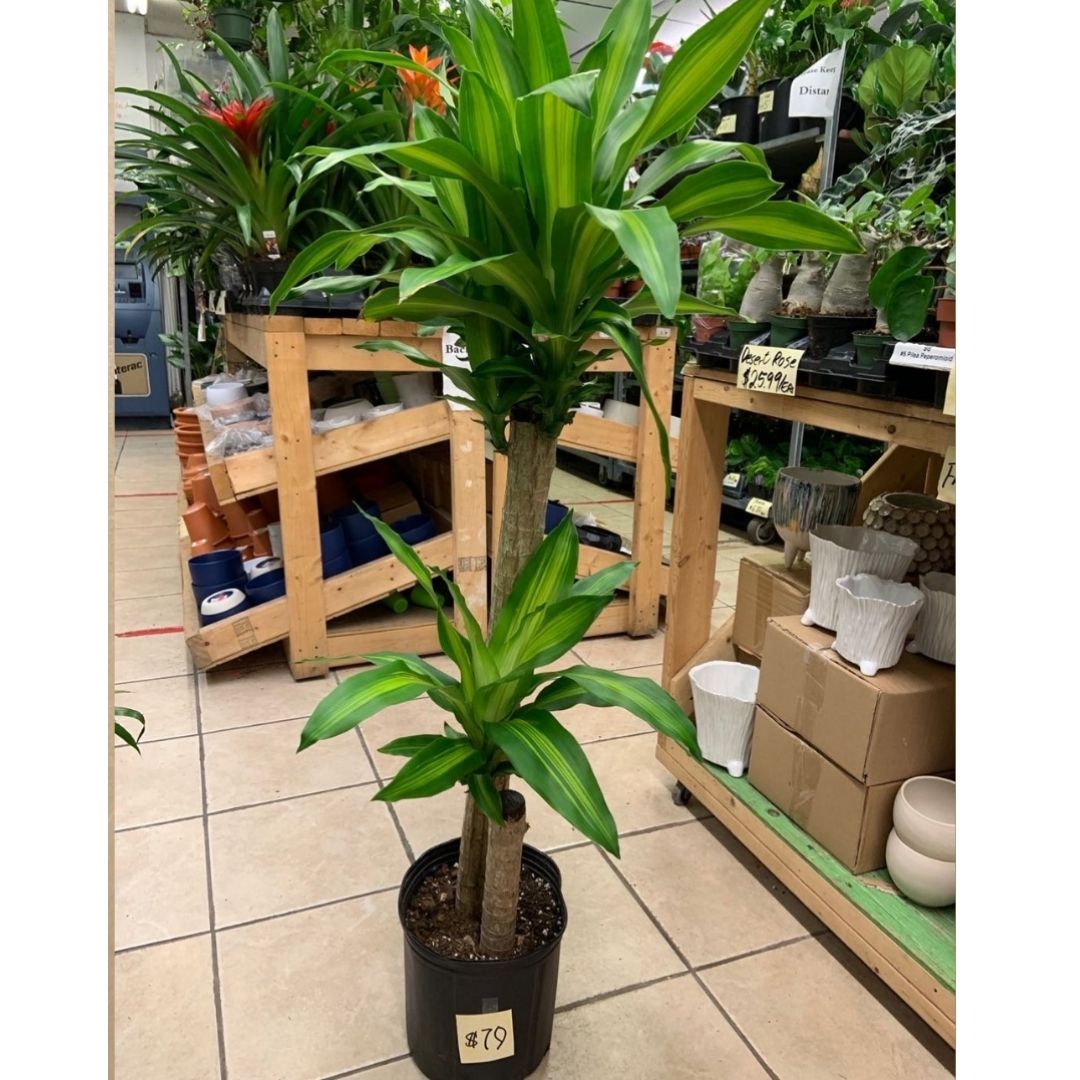 Dracaena Mass Cane (2 Stems) in 10” Plastic Pot