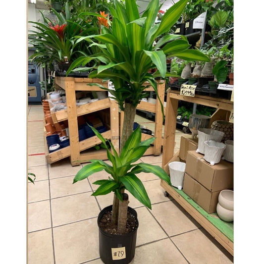 Dracaena Mass Cane (2 Stems) in 10” Plastic Pot