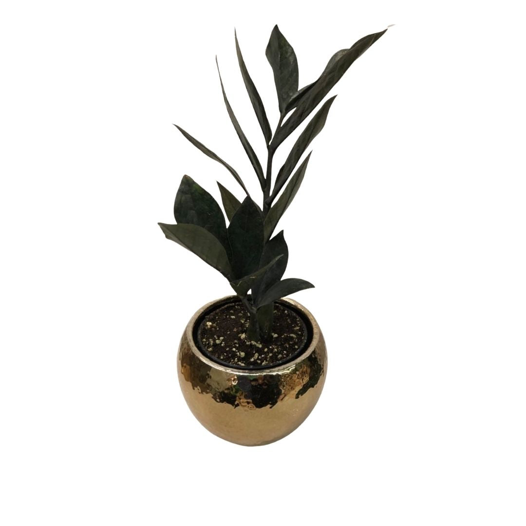 ZZ Plant Midnight in 3.5” Plastic Pot