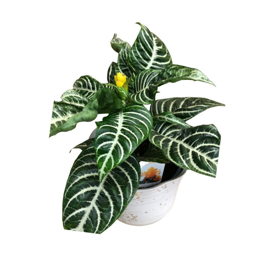 Aphelandra Zebra Plant in 6” Plastic Pot