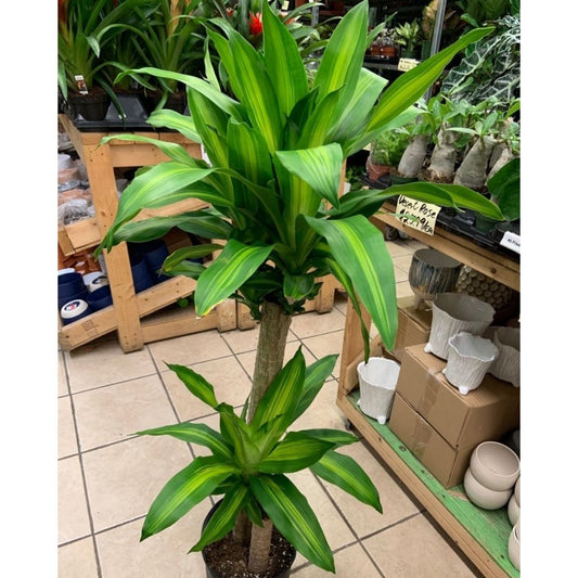 Dracaena Mass Cane (2 Stems) in 10” Plastic Pot